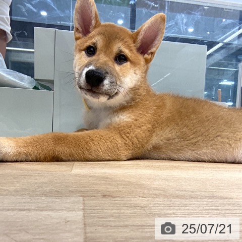柴の写真