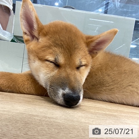 柴の写真