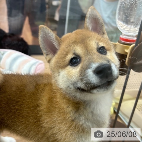 柴の写真