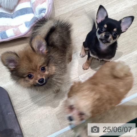 ポメラニアンの写真