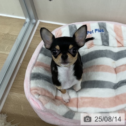 チワワの写真