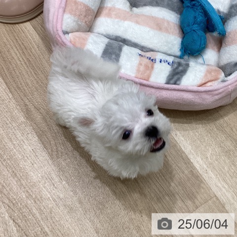マルチーズの写真