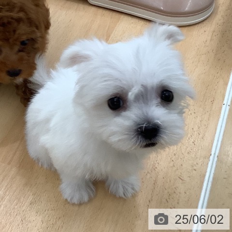 マルチーズの写真