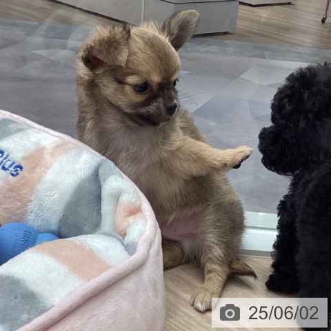 チワワの写真