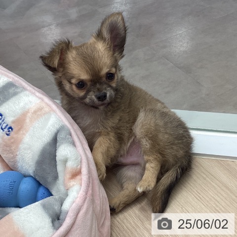 チワワの写真