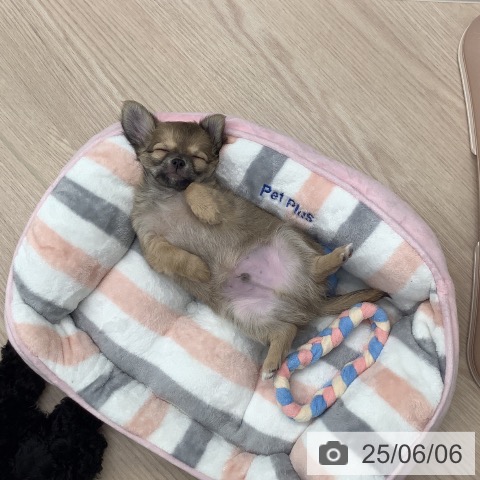 チワワの写真