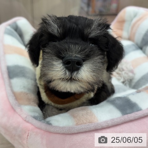 ミニチュア・シュナウザーの写真