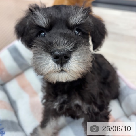 ミニチュア・シュナウザーの写真