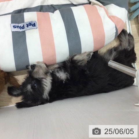 ミニチュア・シュナウザーの写真