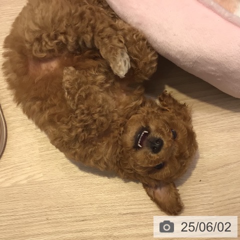 トイ・プードルの写真