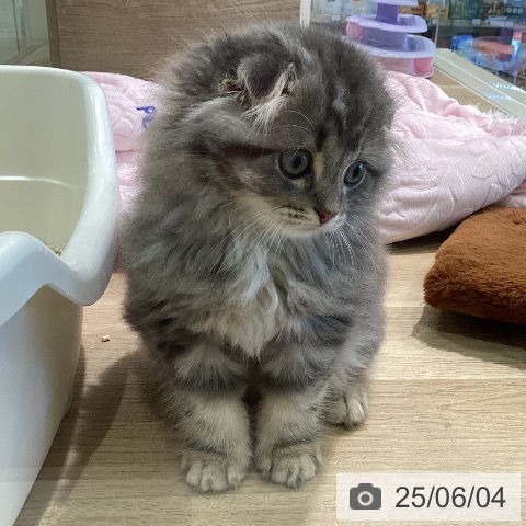 スコティッシュフォールドの写真