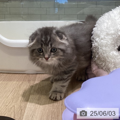 スコティッシュフォールドの写真