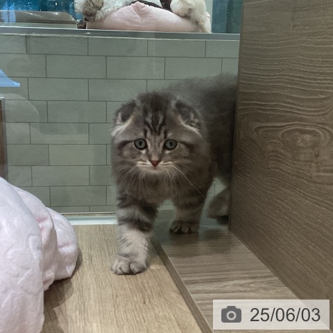 スコティッシュフォールドの写真