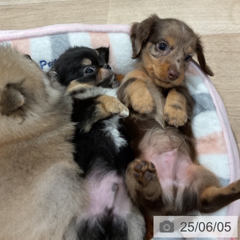 ミニチュア・ダックスフンドの写真