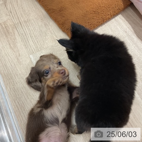 ミニチュア・ダックスフンドの写真