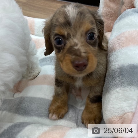 ミニチュア・ダックスフンドの写真