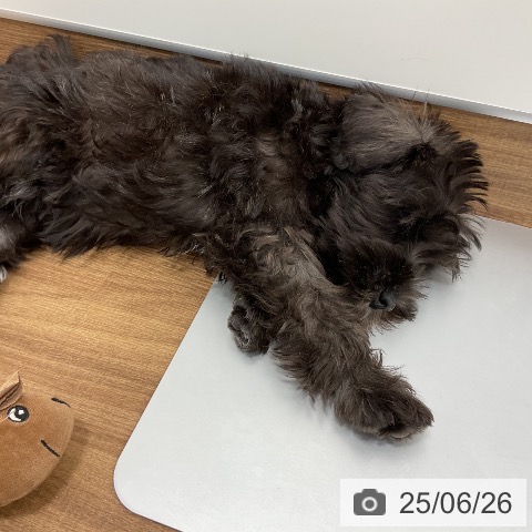 ミニチュア・シュナウザーの写真