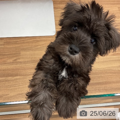 ミニチュア・シュナウザーの写真