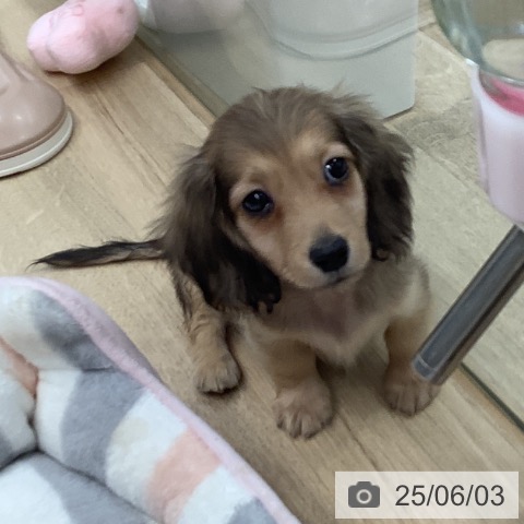 カニーンヘン・ダックスフンドの写真