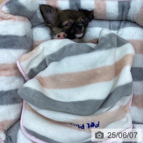 チワワの写真