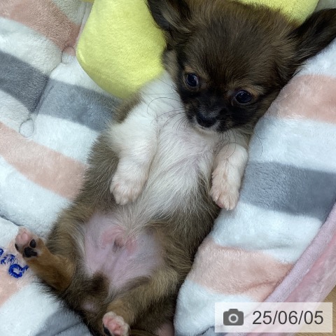 チワワの写真