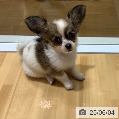チワワの写真