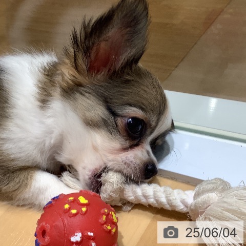 チワワの写真