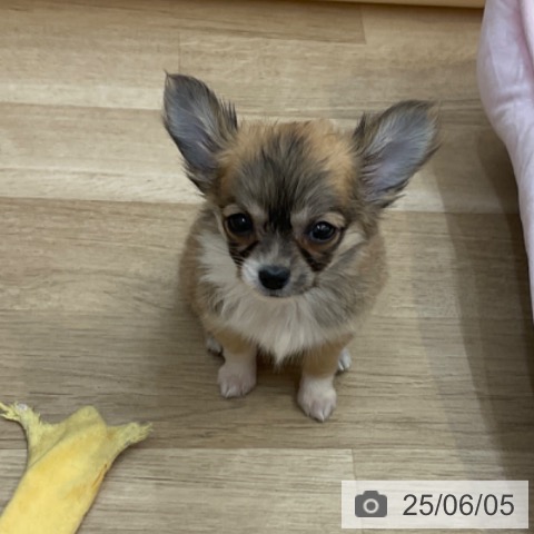 チワワの写真