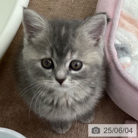 スコティッシュフォールドの写真