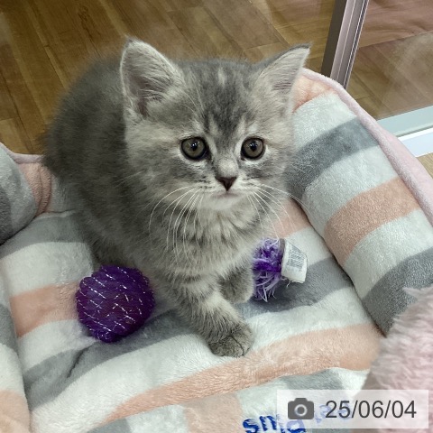 スコティッシュフォールドの写真