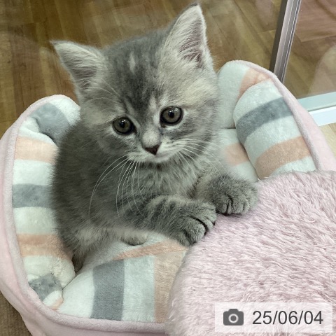 スコティッシュフォールドの写真