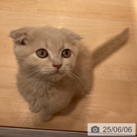 スコティッシュフォールドの写真