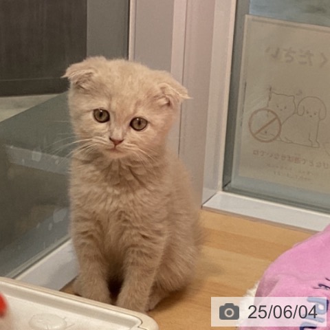 スコティッシュフォールドの写真