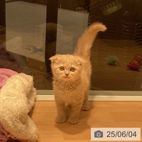スコティッシュフォールドの写真