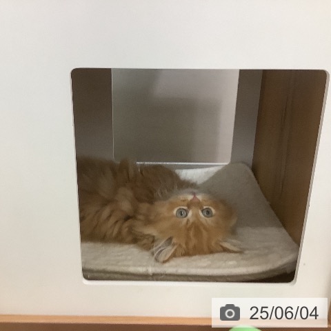 ミヌエットの写真