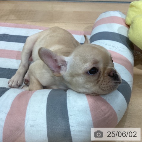 フレンチ・ブルドッグの写真