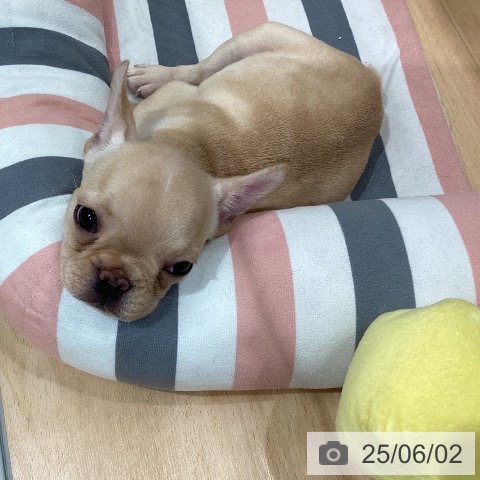 フレンチ・ブルドッグの写真