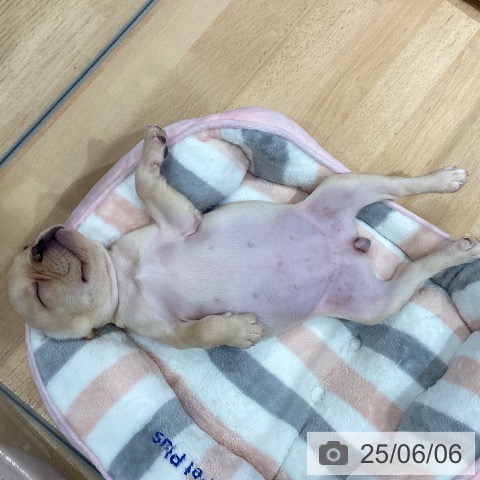 フレンチ・ブルドッグの写真