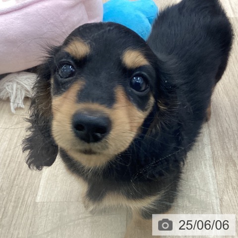 ミニチュア・ダックスフンドの写真