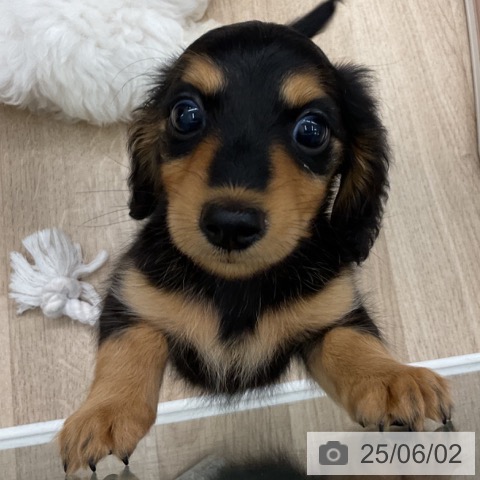 ミニチュア・ダックスフンドの写真
