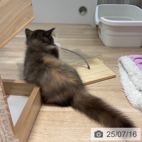 マンチカンの写真