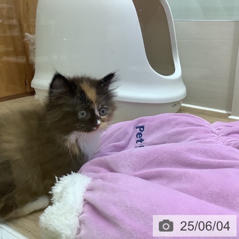 マンチカンの写真