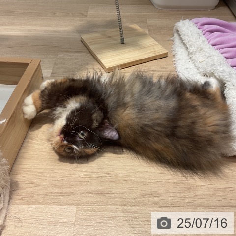 マンチカンの写真