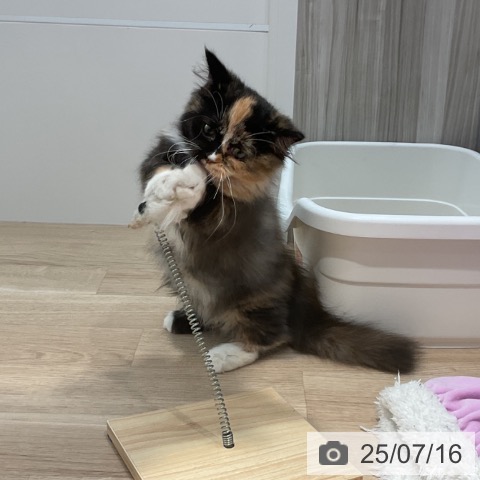 マンチカンの写真