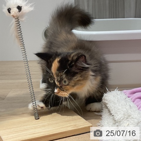 マンチカンの写真