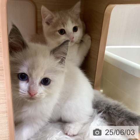 ラグドールの写真