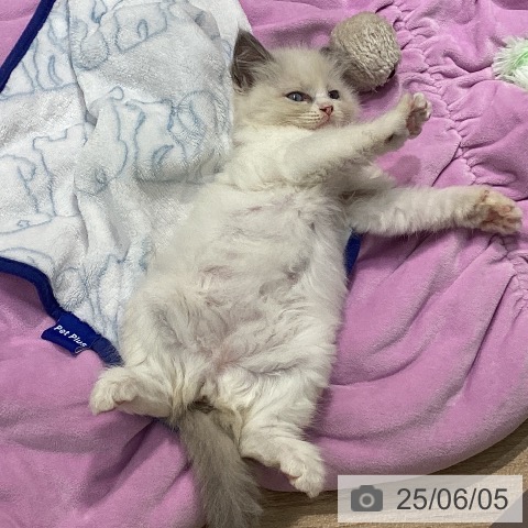 ラグドールの写真