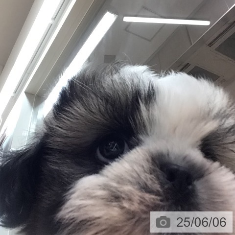 シー・ズーの写真