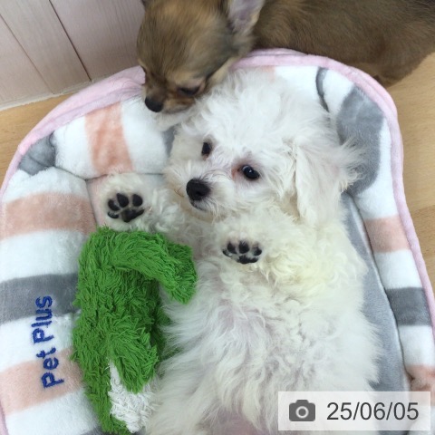 ビション・フリーゼの写真
