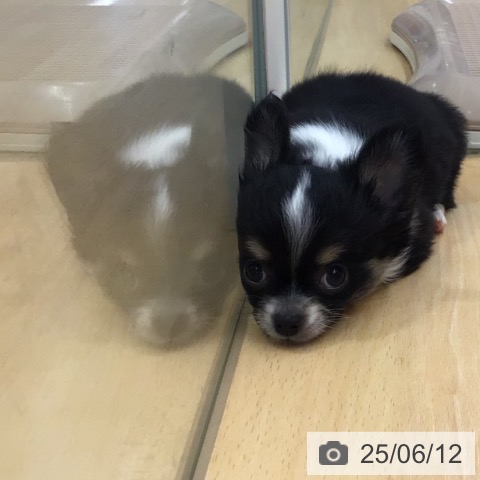 チワワの写真